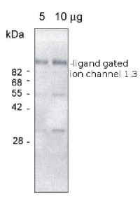 Ligand-gated ion channel 1,3 in the group Antibodies Plant/Algal  / Membrane Transport System / Vacuolar membrane at Agrisera AB (Antibodies for research) (AS09 475)